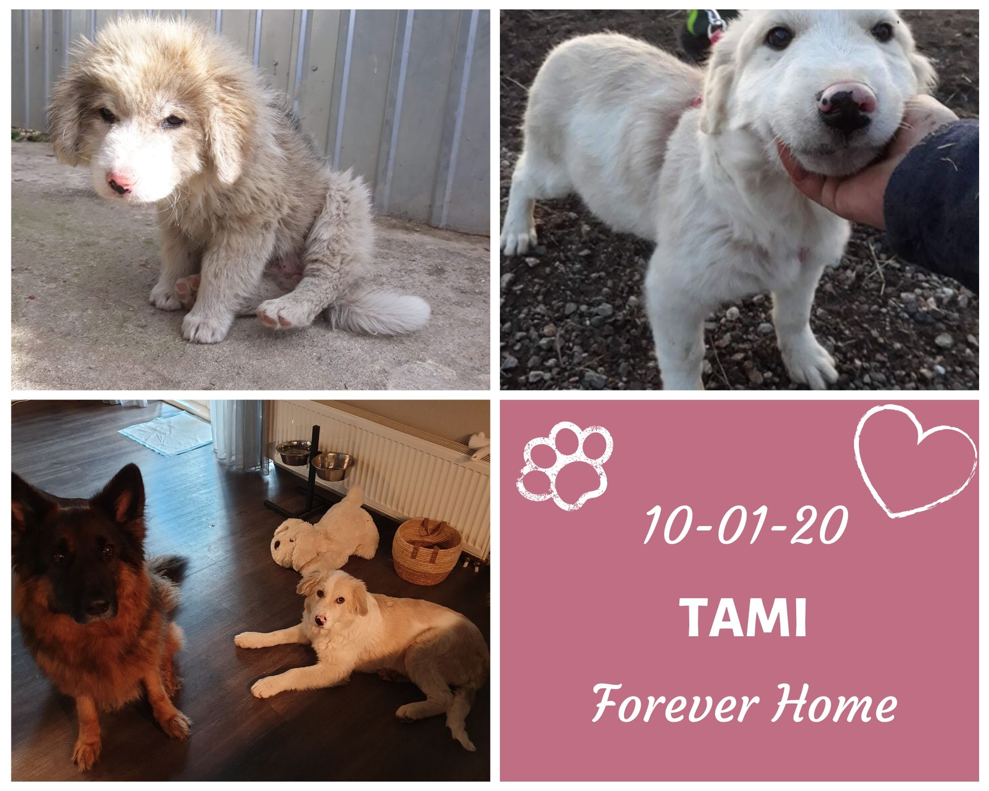 Gabriela's hondenopvang in Roemenië Geadopteerde honden